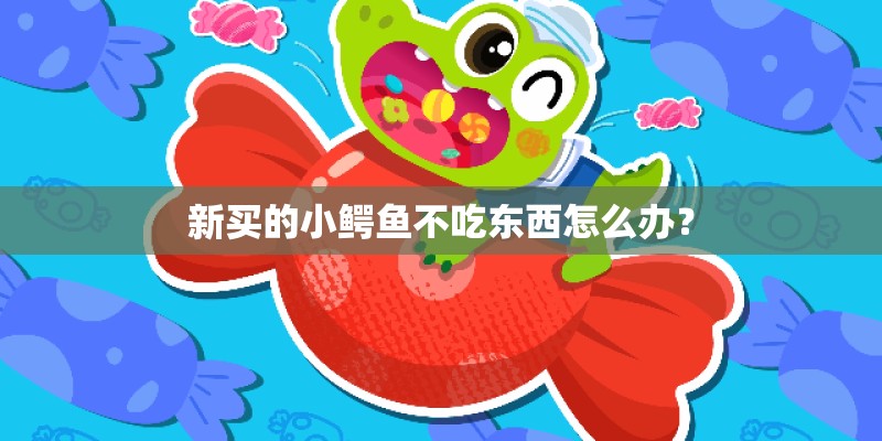 新买的小鳄鱼不吃东西怎么办？