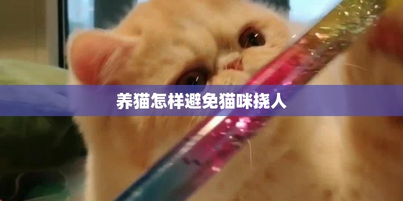 养猫怎样避免猫咪挠人