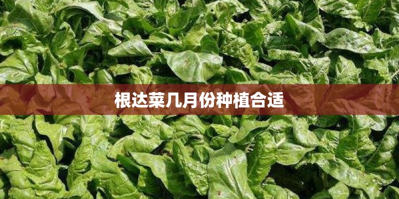 根达菜几月份种植合适 根达菜几月份种植合适