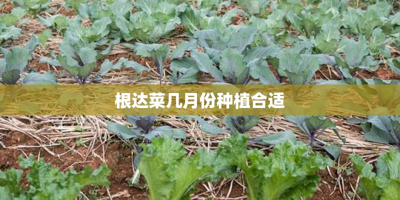 根达菜几月份种植合适 根达菜几月份种植合适