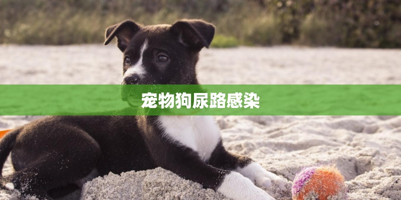 宠物狗尿路感染