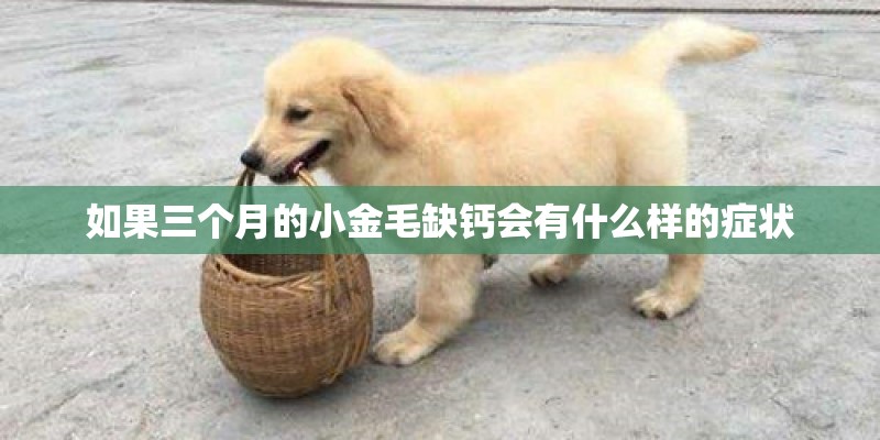 如果三个月的小金毛缺钙会有什么样的症状