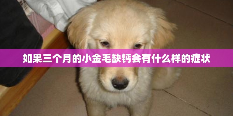 如果三个月的小金毛缺钙会有什么样的症状