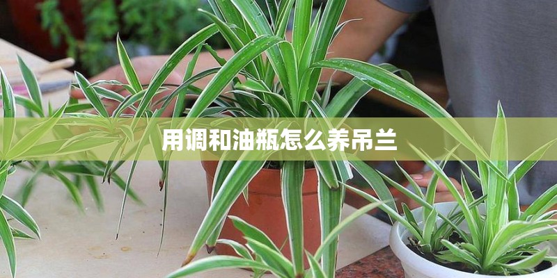 用调和油瓶怎么养吊兰