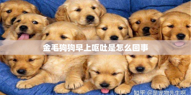 金毛狗狗早上呕吐是怎么回事