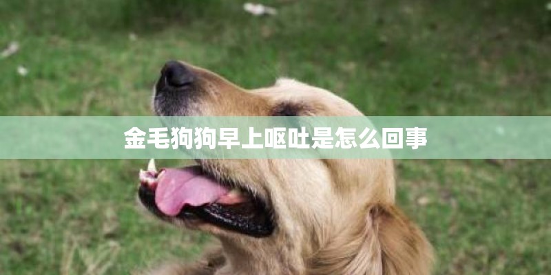 金毛狗狗早上呕吐是怎么回事