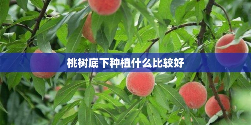 桃树底下种植什么比较好