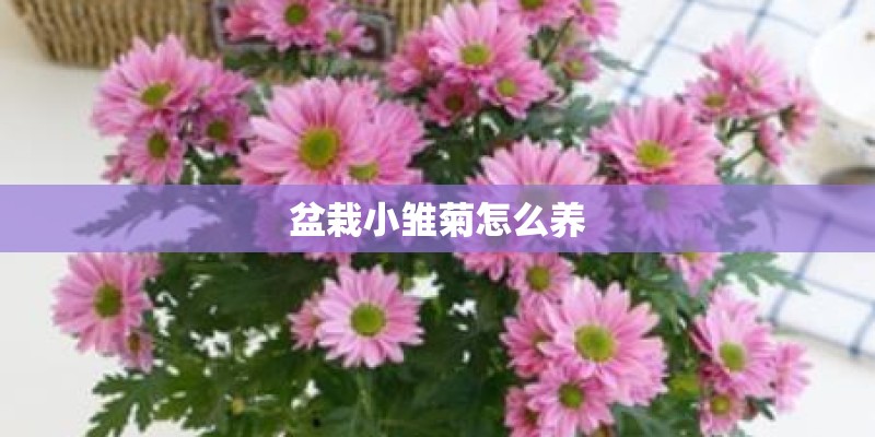 盆栽小雏菊怎么养