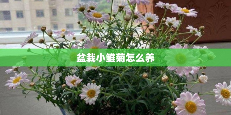 盆栽小雏菊怎么养