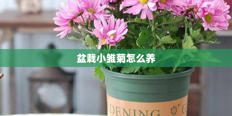 盆栽小雏菊怎么养