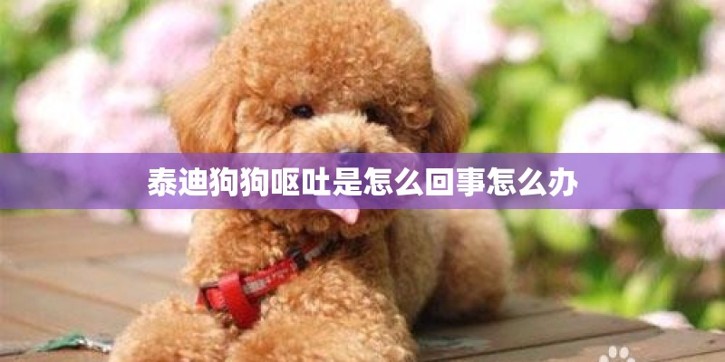 泰迪狗狗呕吐是怎么回事怎么办
