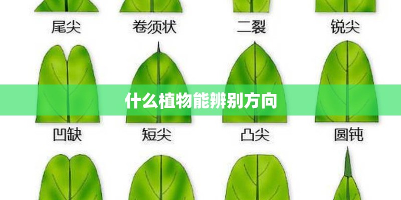 什么植物能辨别方向