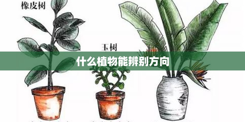 什么植物能辨别方向 什么植物能辨别方向