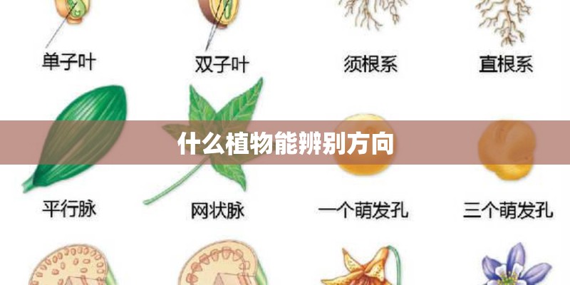 什么植物能辨别方向 什么植物能辨别方向