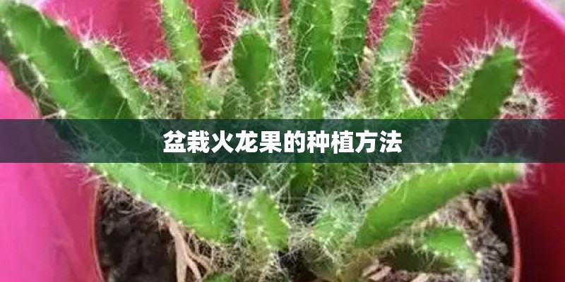 盆栽火龙果的种植方法 盆栽火龙果的种植方法