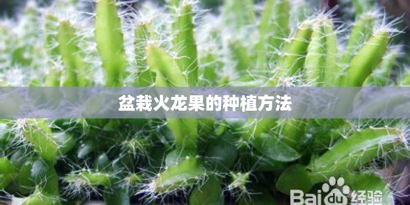 盆栽火龙果的种植方法 盆栽火龙果的种植方法