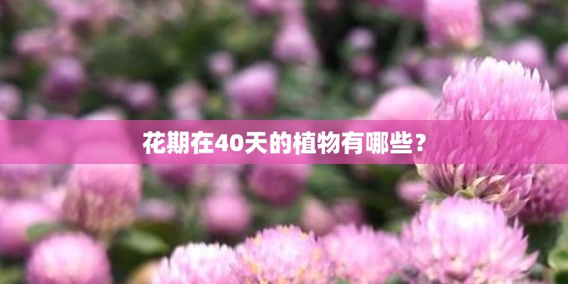 花期在40天的植物有哪些? 花期在40天的植物有哪些?