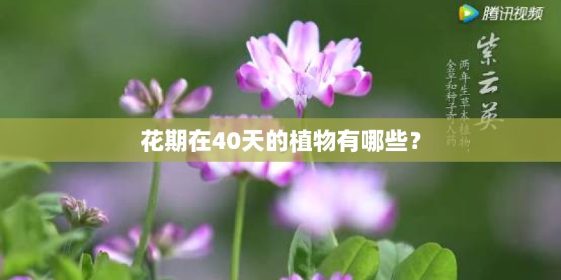 花期在40天的植物有哪些? 花期在40天的植物有哪些?