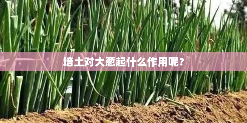 培土对大葱起什么作用呢？
