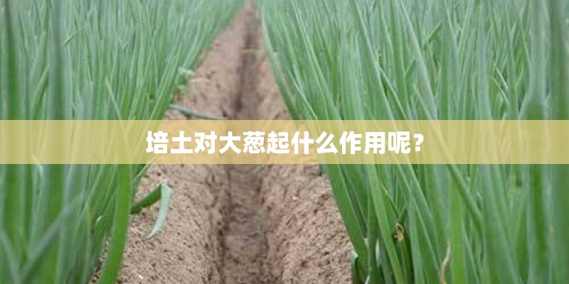 培土对大葱起什么作用呢？