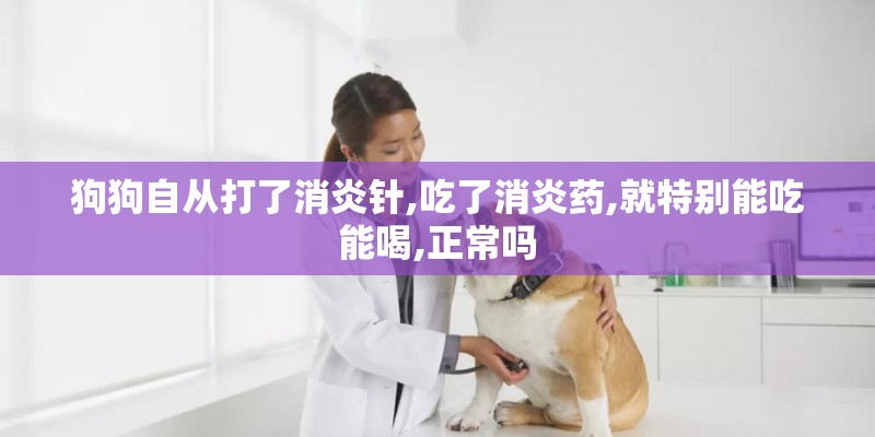 狗狗自从打了消炎针,吃了消炎药,就特别能吃能喝,正常吗
