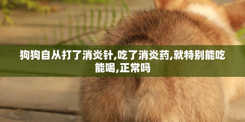 狗狗自从打了消炎针,吃了消炎药,就特别能吃能喝,正常吗