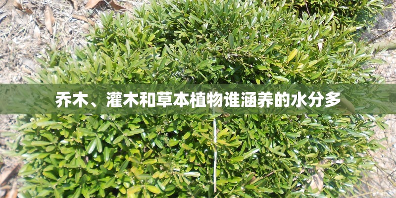 乔木、灌木和草本植物谁涵养的水分多