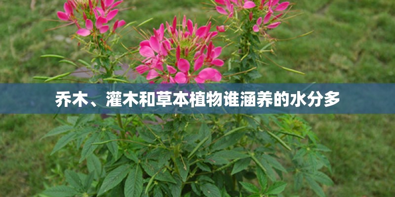 乔木、灌木和草本植物谁涵养的水分多