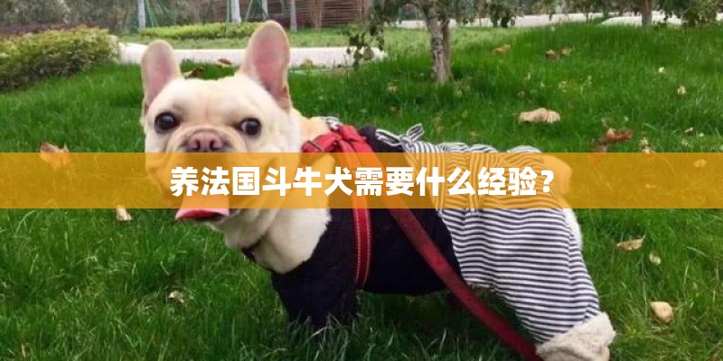 养法国斗牛犬需要什么经验？