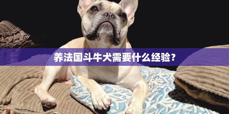 养法国斗牛犬需要什么经验？
