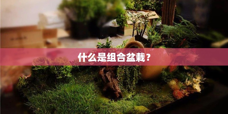 什么是组合盆栽? 什么是组合盆栽?