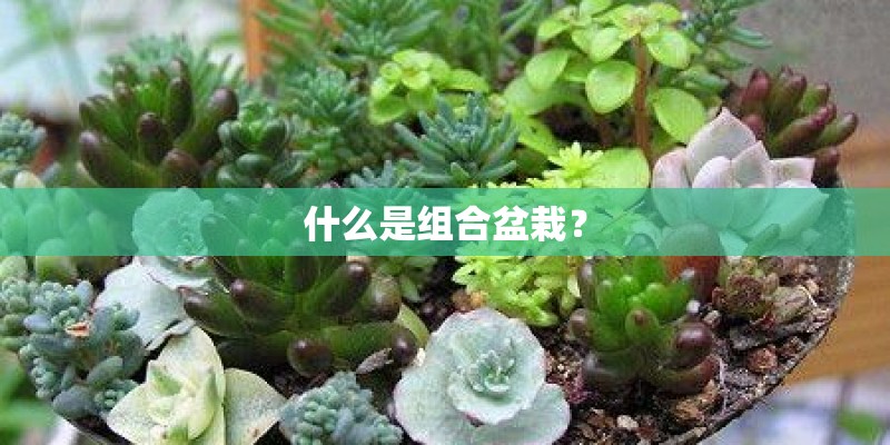 什么是组合盆栽? 什么是组合盆栽?