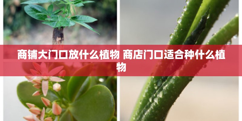 商铺大门口放什么植物 商店门口适合种什么植物