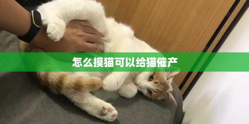 怎么摸猫可以给猫催产