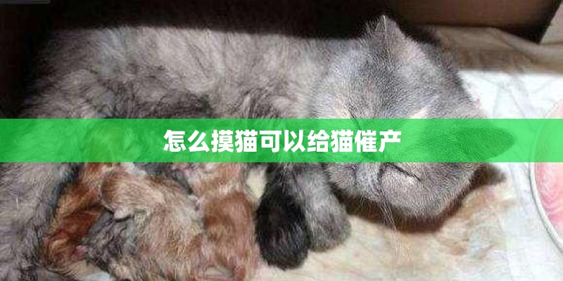 怎么摸猫可以给猫催产