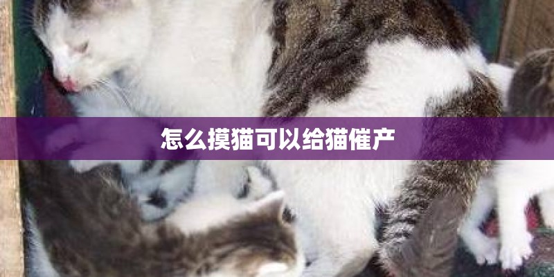 怎么摸猫可以给猫催产