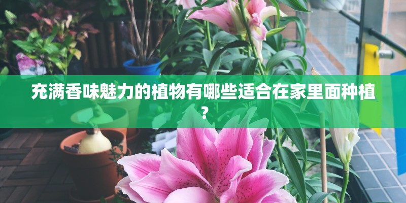 充满香味魅力的植物有哪些适合在家里面种植? 充满香味魅力的植物有哪些适合在家里面种植?