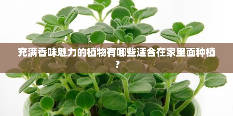 充满香味魅力的植物有哪些适合在家里面种植? 充满香味魅力的植物有哪些适合在家里面种植?