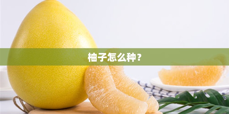 柚子怎么种？