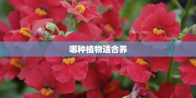 哪种植物适合养