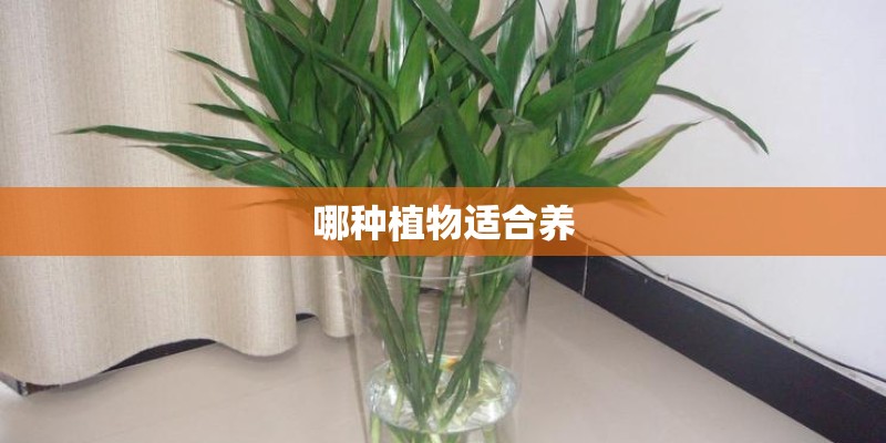 哪种植物适合养