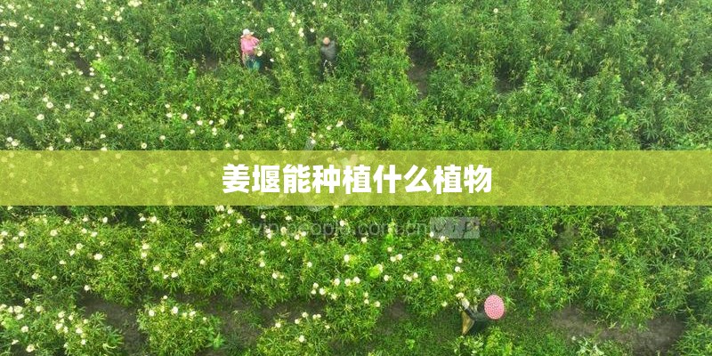 姜堰能种植什么植物