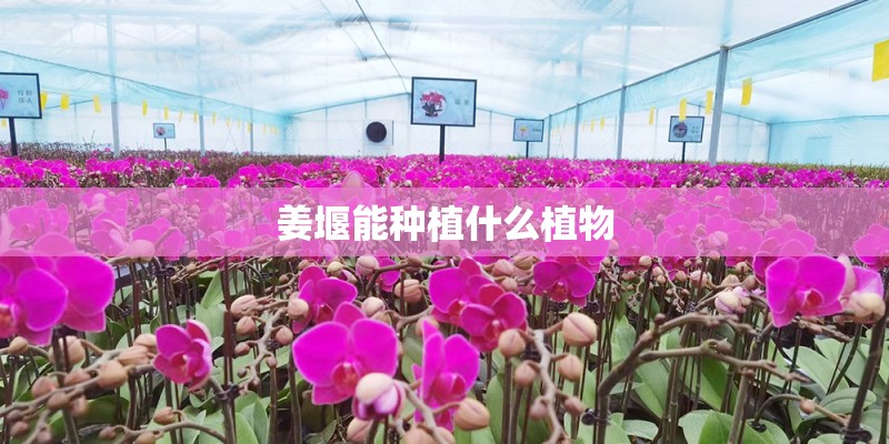 姜堰能种植什么植物