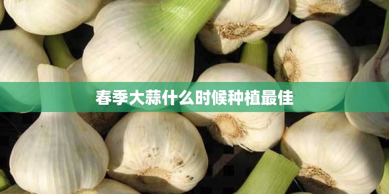 春季大蒜什么时候种植最佳