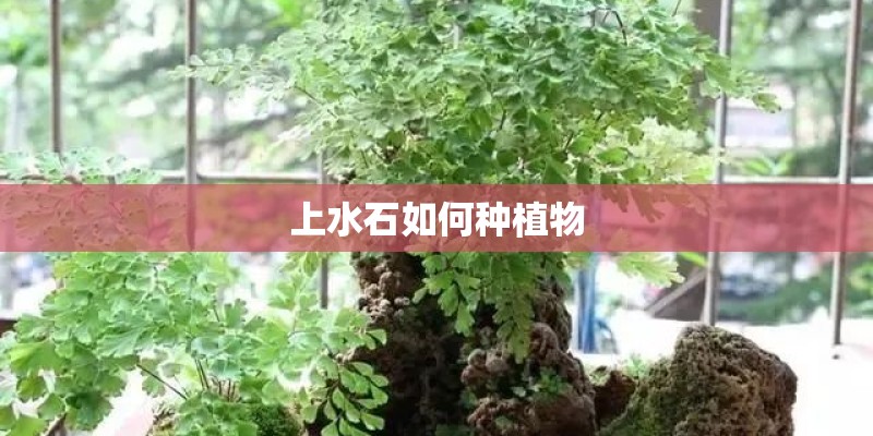 上水石如何种植物