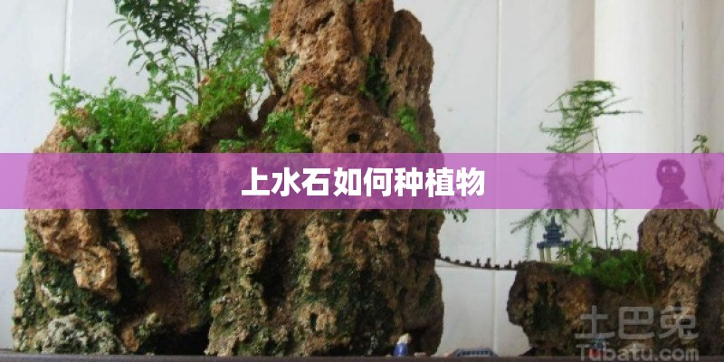 上水石如何种植物