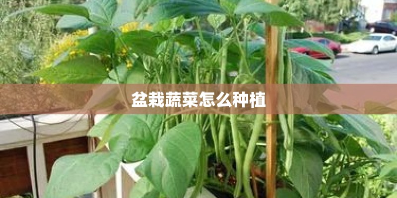 盆栽蔬菜怎么种植 盆栽蔬菜怎么种植
