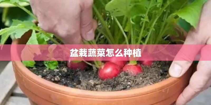 盆栽蔬菜怎么种植 盆栽蔬菜怎么种植