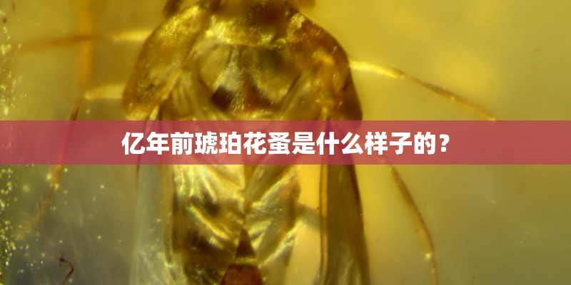亿年前琥珀花蚤是什么样子的？