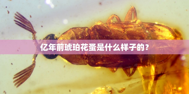 亿年前琥珀花蚤是什么样子的？